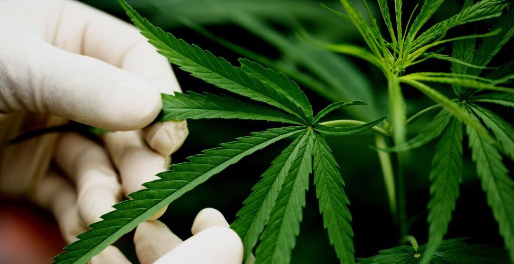 CBD VS NICOTINA PARA VAPEAR, NO MARIHUANA